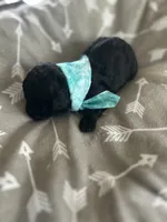 Teal Boy # 2, a male Aussiedoodle and Poodle - Toy  for sale in Saucier, MS – 7 of 8