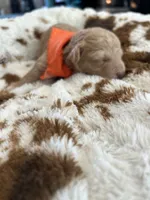 Orange Boy #4, a male Aussiedoodle and Poodle - Toy  for sale in Saucier, MS – 3 of 7