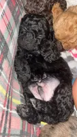 Teal Boy # 2-Midnight 🌙 (toy size), a male Aussiedoodle and Poodle - Toy  for sale in Saucier, MS – 4 of 4