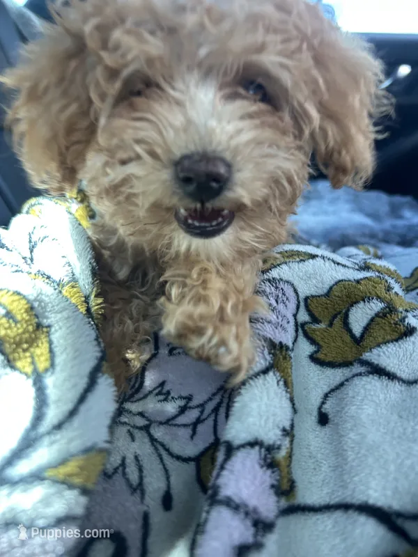 Purple Girl  #2-Chanel💜(toy size) – Aussiedoodle, Poodle - Toy  puppy for sale in Gulfport, MS