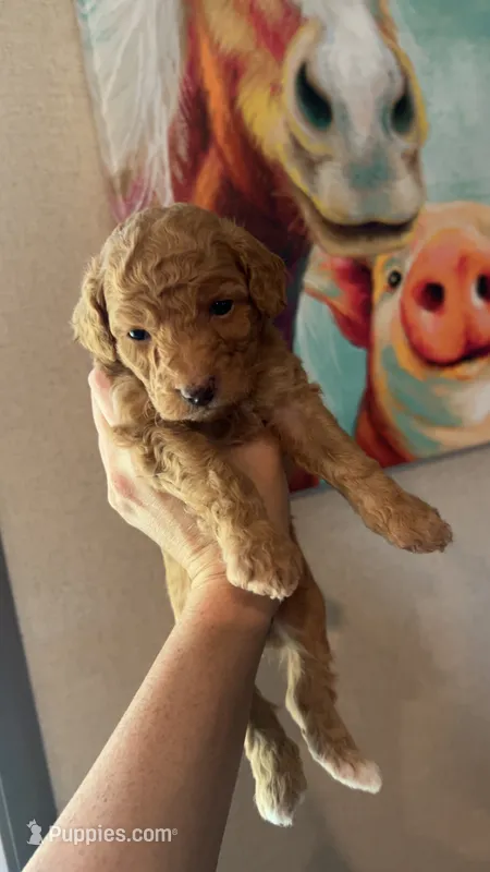 Blue Boy #3-Cinnamon 💙(toy size) – Aussiedoodle, Poodle - Toy  puppy for sale in Saucier, MS