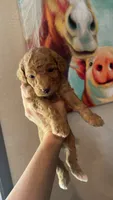 Blue Boy #3-Cinnamon 💙(toy size), a male Aussiedoodle and Poodle - Toy  for sale in Saucier, MS – 1 of 6
