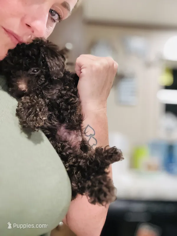 Pink Girl #1-CoCo🎀(toy size) – Aussiedoodle, Poodle - Toy  puppy for sale in Saucier, MS