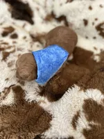 Blue Boy #3, a male Aussiedoodle and Poodle - Toy  for sale in Saucier, MS – 2 of 5