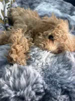 Purple Girl  #2-Chanel💜(toy size), a female Aussiedoodle and Poodle - Toy  for sale in Gulfport, MS – 4 of 7
