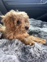 Purple Girl  #2-Chanel💜(toy size), a female Aussiedoodle and Poodle - Toy  for sale in Gulfport, MS – 6 of 7
