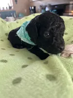 Teal Boy # 2-Midnight 🌙 (toy size), a male Aussiedoodle and Poodle - Toy  for sale in Saucier, MS – 3 of 4