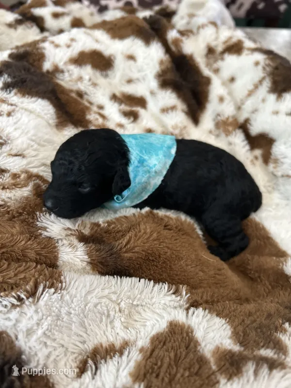 Teal Boy # 2 – Aussiedoodle, Poodle - Toy  puppy for sale in Saucier, MS
