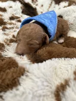 Blue Boy #3-Cinnamon 💙(toy size), a male Aussiedoodle and Poodle - Toy  for sale in Saucier, MS – 5 of 6