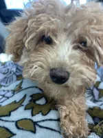 Purple Girl  #2-Chanel💜(toy size), a female Aussiedoodle and Poodle - Toy  for sale in Gulfport, MS – 3 of 7