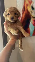 Purple Girl  #2-Chanel💜(toy size), a female Aussiedoodle and Poodle - Toy  for sale in Saucier, MS – 1 of 6