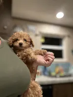 Purple Girl  #2-Chanel💜(toy size), a female Aussiedoodle and Poodle - Toy  for sale in Saucier, MS – 6 of 6