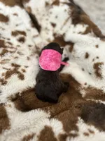 Pink Girl #1, a  Aussiedoodle and Poodle - Toy  for sale in Saucier, MS – 4 of 6