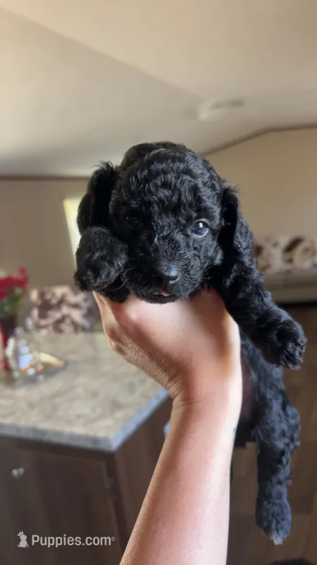 Teal Boy # 2-Midnight 🌙 (toy size) – Aussiedoodle, Poodle - Toy  puppy for sale in Saucier, MS
