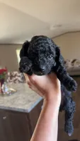 Teal Boy # 2-Midnight 🌙 (toy size), a male Aussiedoodle and Poodle - Toy  for sale in Saucier, MS – 1 of 4