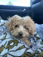 Purple Girl  #2-Chanel💜(toy size), a female Aussiedoodle and Poodle - Toy  for sale in Gulfport, MS – 7 of 7