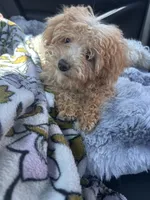 Purple Girl  #2-Chanel💜(toy size), a female Aussiedoodle and Poodle - Toy  for sale in Gulfport, MS – 5 of 7