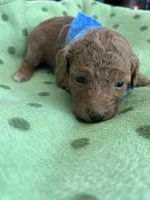 Blue Boy #3-Cinnamon 💙(toy size), a male Aussiedoodle and Poodle - Toy  for sale in Saucier, MS – 2 of 6