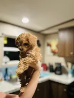 Purple Girl  #2-Chanel💜(toy size), a female Aussiedoodle and Poodle - Toy  for sale in Saucier, MS – 5 of 6