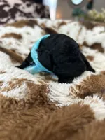 Teal Boy # 2, a male Aussiedoodle and Poodle - Toy  for sale in Saucier, MS – 8 of 8