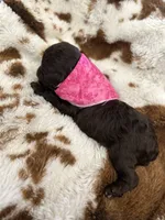 Pink Girl #1-CoCo🎀(toy size), a female Aussiedoodle and Poodle - Toy  for sale in Saucier, MS – 5 of 5
