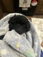 Teal Boy # 2-Midnight 🌙 (toy size), a male Aussiedoodle and Poodle - Toy  for sale in Saucier, MS – 5 of 5