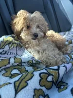 Purple Girl  #2-Chanel💜(toy size), a female Aussiedoodle and Poodle - Toy  for sale in Gulfport, MS – 2 of 7