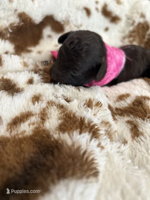 Pink Girl #1 – Aussiedoodle, Poodle - Toy  puppy for sale in Saucier, MS