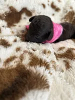 Pink Girl #1, a  Aussiedoodle and Poodle - Toy  for sale in Saucier, MS – 1 of 6