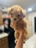 Purple Girl  #2-Chanel💜(toy size), a female Aussiedoodle and Poodle - Toy  for sale in Saucier, MS – 4 of 6