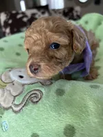 Purple Girl  #2-Chanel💜(toy size), a female Aussiedoodle and Poodle - Toy  for sale in Saucier, MS – 3 of 6