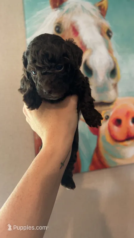 Pink Girl #1-CoCo🎀(toy size) – Aussiedoodle, Poodle - Toy  puppy for sale in Saucier, MS