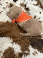 Orange Boy #4-Teddy 🧸(toy size), a male Aussiedoodle and Poodle - Toy  for sale in Saucier, MS – 5 of 6