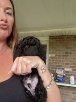 Teal Boy # 2-Midnight 🌙 (toy size), a male Aussiedoodle and Poodle - Toy  for sale in Saucier, MS – 3 of 5