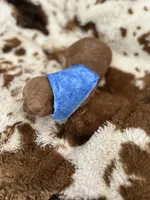 Blue Boy #3-Cinnamon 💙(toy size), a male Aussiedoodle and Poodle - Toy  for sale in Saucier, MS – 3 of 6