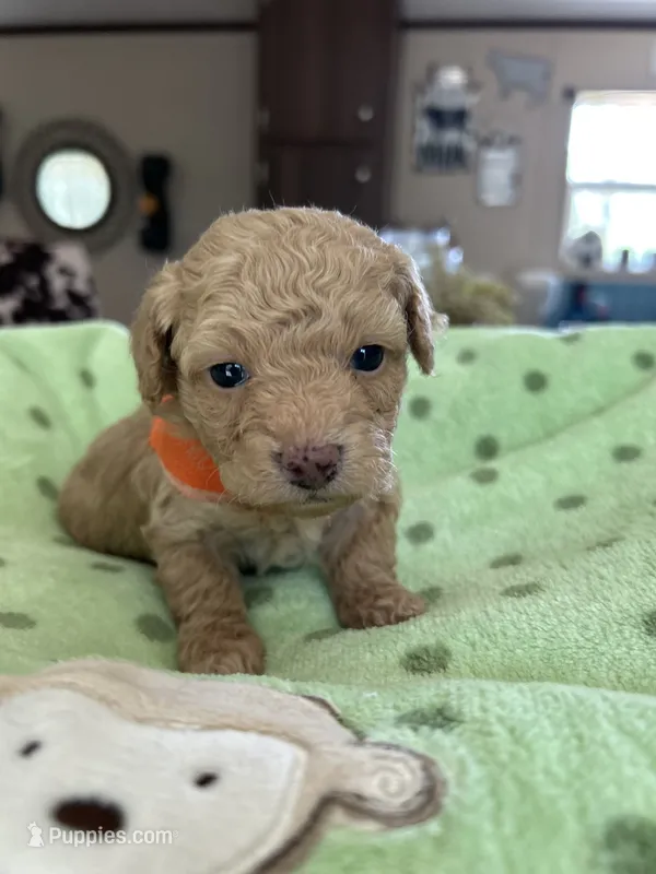 Orange Boy #4-Teddy 🧸(toy size) – Aussiedoodle, Poodle - Toy  puppy for sale in Saucier, MS