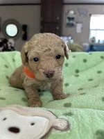 Orange Boy #4-Teddy 🧸(toy size), a male Aussiedoodle and Poodle - Toy  for sale in Saucier, MS – 1 of 6