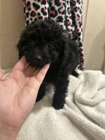 Teal Boy # 2-Midnight 🌙 (toy size), a male Aussiedoodle and Poodle - Toy  for sale in Saucier, MS – 4 of 5