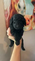 Teal Boy # 2-Midnight 🌙 (toy size), a male Aussiedoodle and Poodle - Toy  for sale in Saucier, MS – 2 of 4