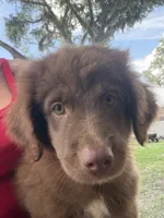 Red tri male , a male Australian Shepherd for sale in Micanopy, FL – 1 of 1