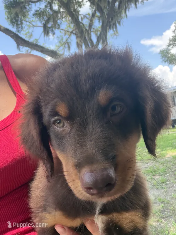 Red tri male  – Australian Shepherd puppy for sale in Micanopy, FL