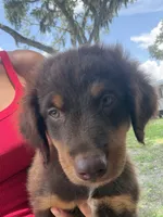 Red tri male , a male Australian Shepherd for sale in Micanopy, FL – 1 of 1