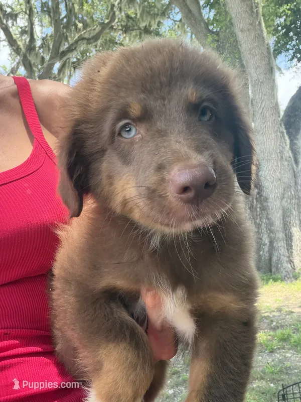 Red tri male  – Australian Shepherd puppy for sale in Micanopy, FL