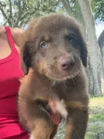 Red tri male , a male Australian Shepherd for sale in Micanopy, FL – 1 of 1