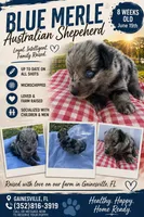 Blue Merle Female , a female Australian Shepherd for sale in Micanopy, FL – 1 of 1