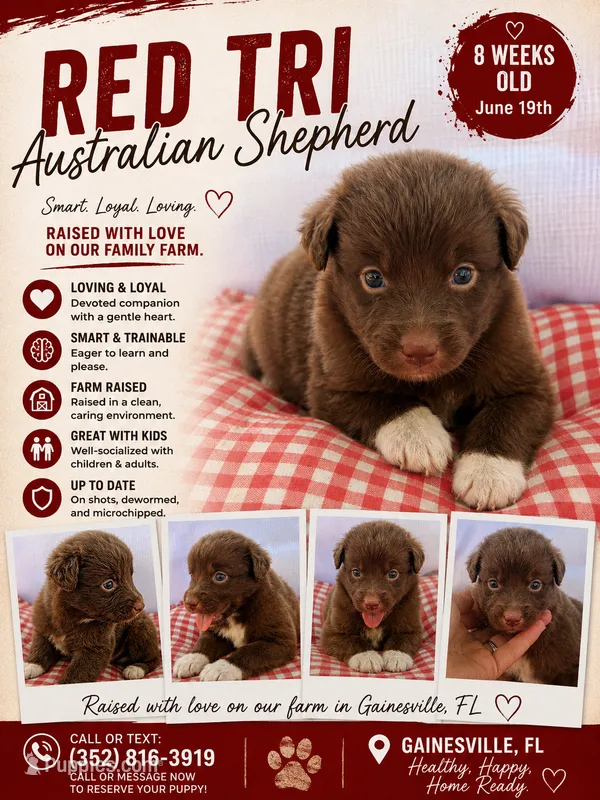 Red tri male  – Australian Shepherd puppy for sale in Micanopy, FL