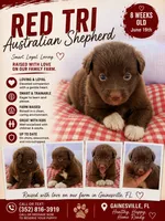 Red tri male , a male Australian Shepherd for sale in Micanopy, FL – 1 of 1