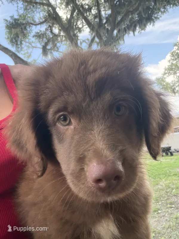 Red tri male  – Australian Shepherd puppy for sale in Micanopy, FL