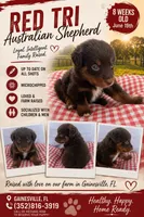 Red tri male , a male Australian Shepherd for sale in Micanopy, FL – 1 of 1