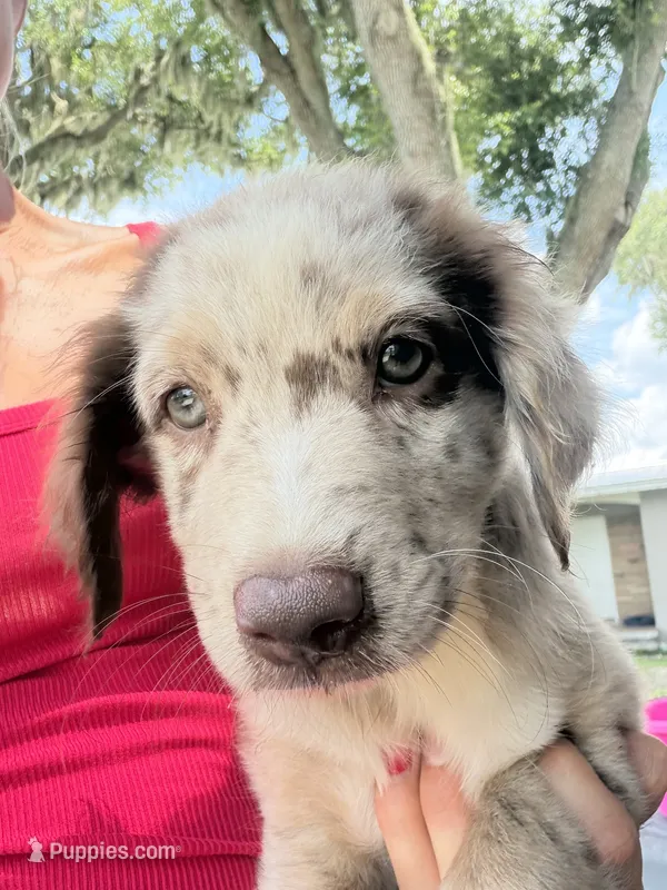 Red Merle male  – Australian Shepherd puppy for sale in Micanopy, FL